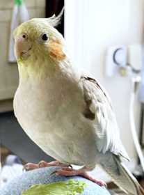 Lost Cockatiel