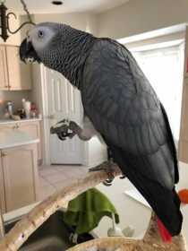 Lost African Grey