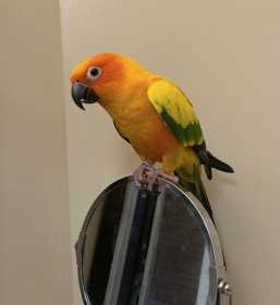 Lost Conure