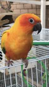 Lost Conure