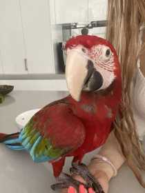 Lost Macaw