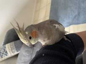 Lost Cockatiel