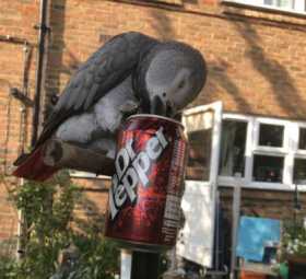Lost African Grey