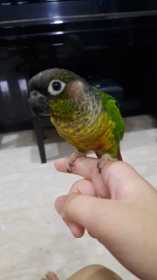 Lost Conure