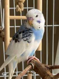 Lost Budgerigar