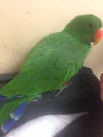 Lost Eclectus