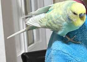 Lost Budgerigar