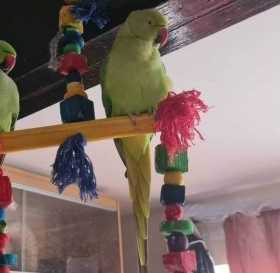 Lost Indian Ringneck Parakeet