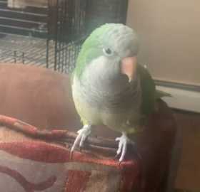 Lost Quaker