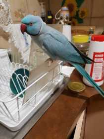 Lost Indian Ringneck Parakeet