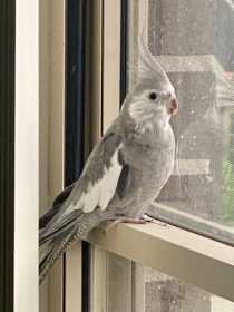 Lost Cockatiel