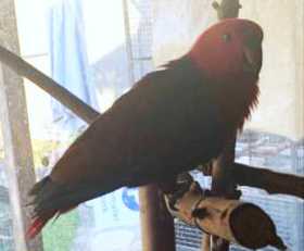 Lost Eclectus