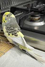 Lost Budgerigar