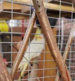 Lost Cockatiel