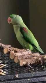 Lost Alexandrine