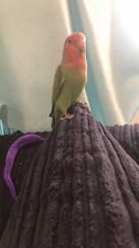 Lost Lovebird