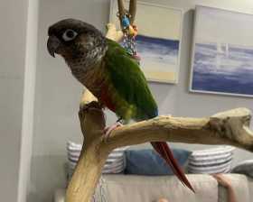 Lost Conure
