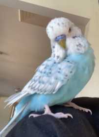 Lost Budgerigar