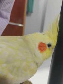 Lost Cockatiel