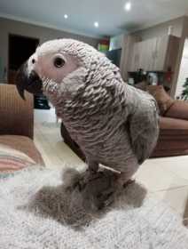 Lost African Grey