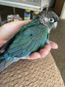 Lost Conure