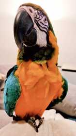 Lost Macaw
