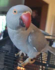 Lost Indian Ringneck Parakeet