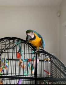 Lost Macaw