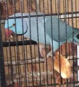 Lost Indian Ringneck Parakeet