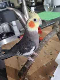 Lost Cockatiel