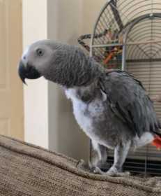 Lost African Grey