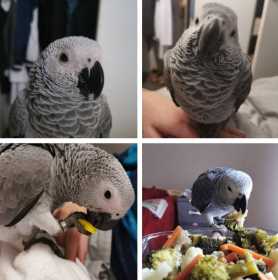 Lost African Grey