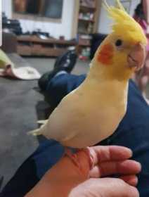 Lost Cockatiel