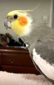 Lost Cockatiel