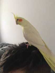 Lost Cockatiel