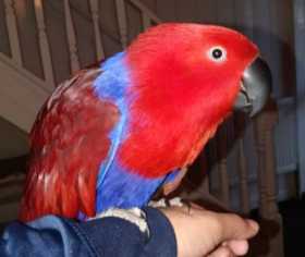 Lost Eclectus