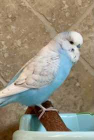 Lost Budgerigar