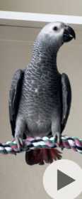 Lost African Grey