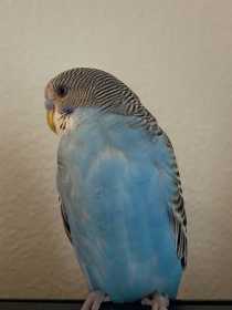 Lost Budgerigar