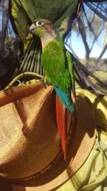 Lost Conure