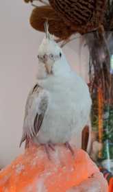 Lost Cockatiel