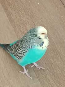 Lost Budgerigar