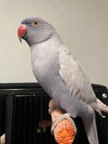 Lost Indian Ringneck Parakeet