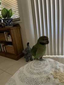 Lost Mustached / Moustached Parakeet
