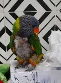 Lost Lory / Lorikeet