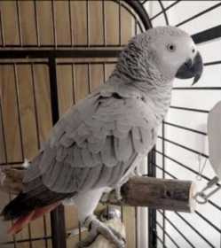 Lost African Grey