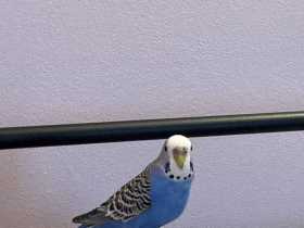 Lost Budgerigar