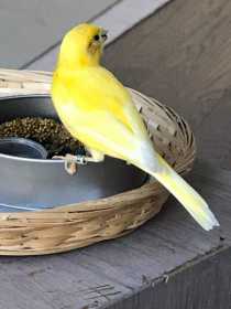 Lost Canary