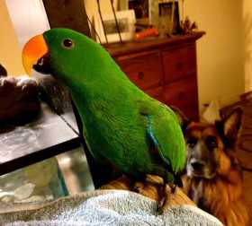 Lost Eclectus