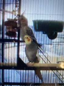 Lost Cockatiel